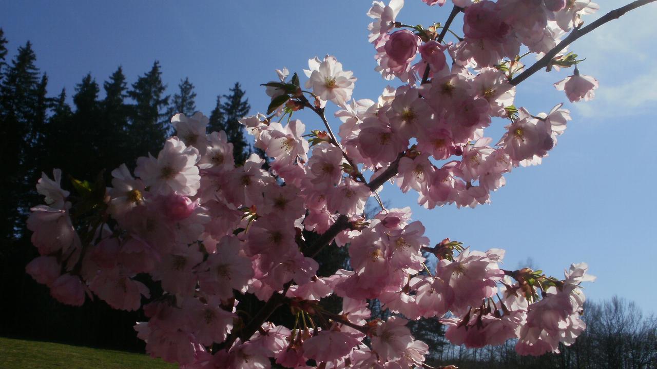Gaestezimmer Im Haus Am Wald Freudenstadt Ngoại thất bức ảnh